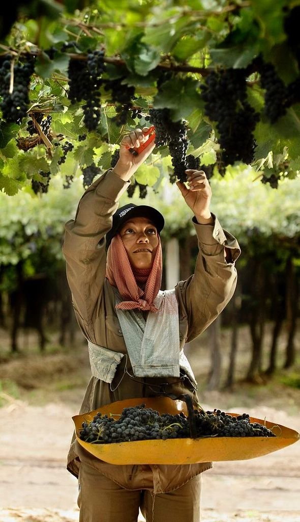 Comida Coreana Villa de Leyva