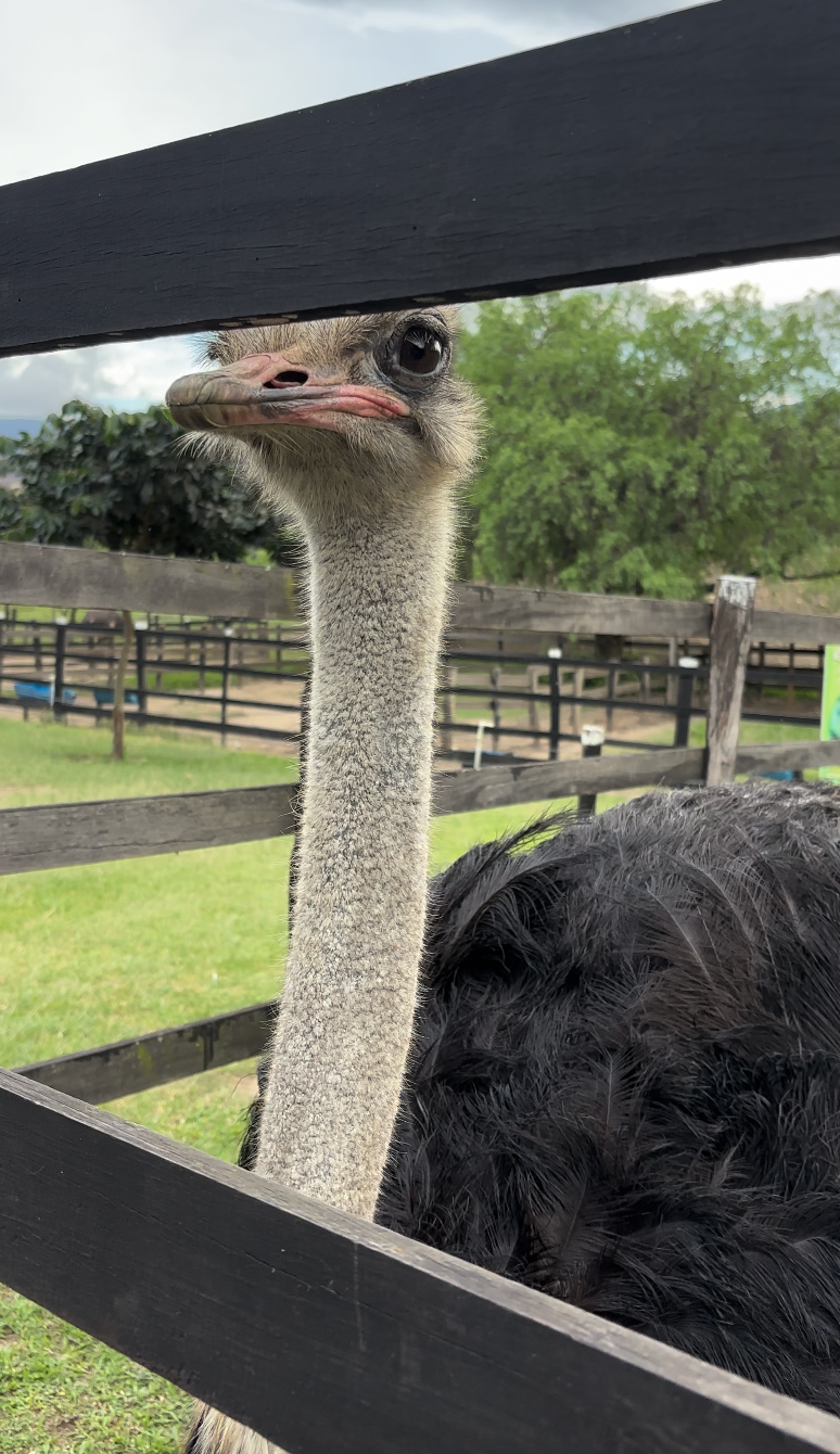 Comida Coreana Villa de Leyva
